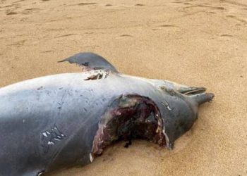 Golfinho é encontrado morto com marcas de mordidas de tubarão em Guriri
