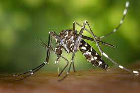 Dengue atinge patamar gravíssimo e ES decreta estado de emergência
