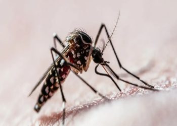Surto de dengue pode ser o maior da história