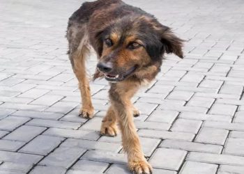 Feto é encontrado em sacola que estava na boca de cachorro