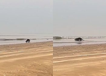 Amigas vão à praia para mergulho e se deparam com aparição rara de animal