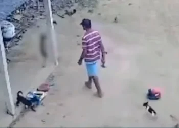 MP denuncia homem por matar cadela no interior de Vila Valério