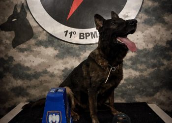 Ações da PM Resultam em Apreensões em Barra de São Francisco