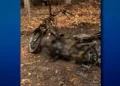 Mistério em São Gabriel da Palha: corpo carbonizado é encontrado ao lado de motocicleta incendiada