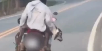 Vídeo de bezerro transportado em motocicleta viraliza e gera repercussão no Espírito Santo