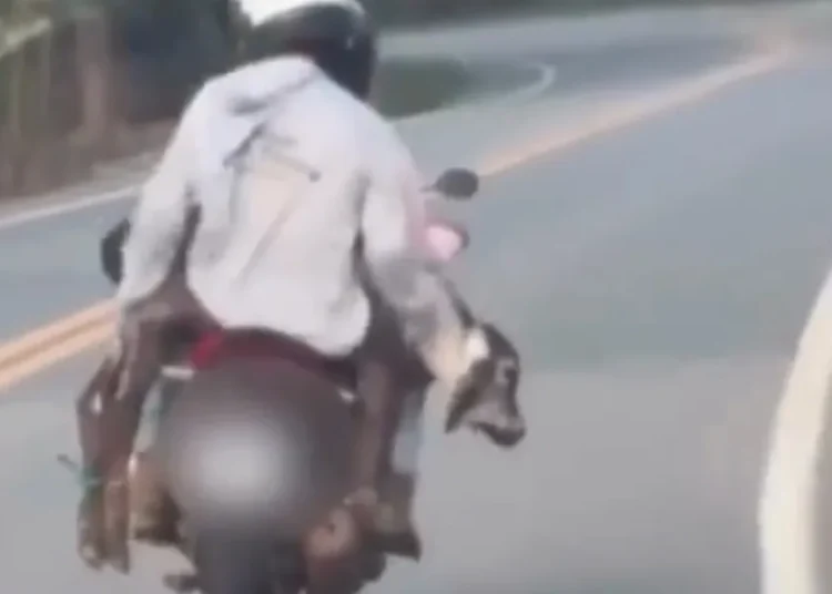 Vídeo de bezerro transportado em motocicleta viraliza e gera repercussão no Espírito Santo